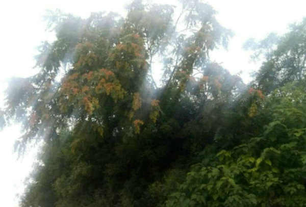 郭明祥|恼人的秋雨