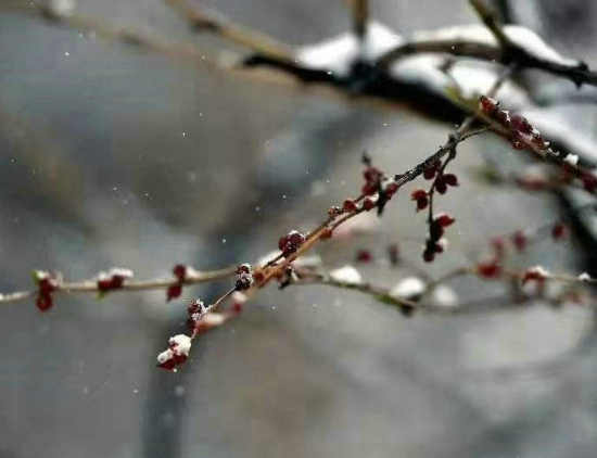 章台柳两首/春雪