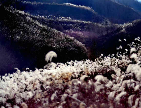 郭明祥｜芦苇花