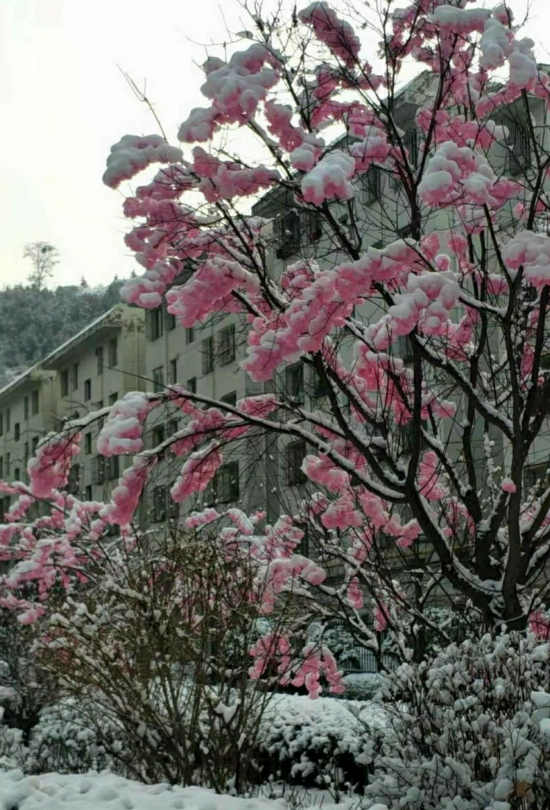 七绝/壬寅元日飞雪