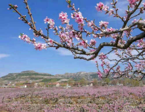 嵌词：春看桃花夏来吃桃