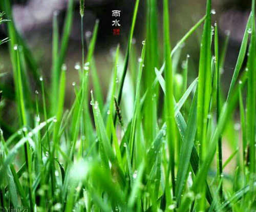 郭明祥|久违了春雨