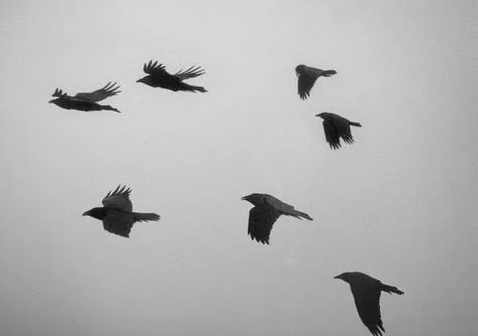 格林童话|七只乌鸦