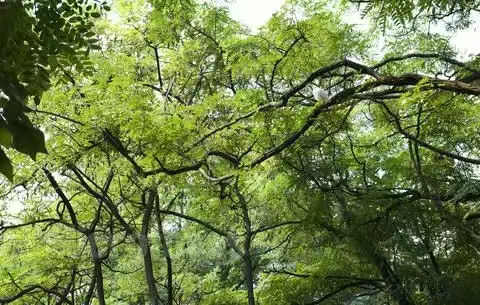 艾叶|雨后登山