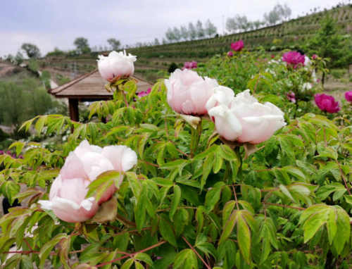 杨靖|神仙梁上的种花人与牡丹