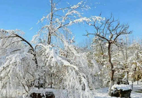 李雁彬|一场大雪虚构的世界