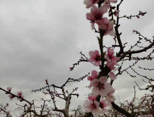 李雁彬|寒流中的桃花