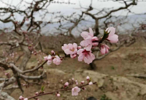 李雁彬|桃花开一点周围就亮一点