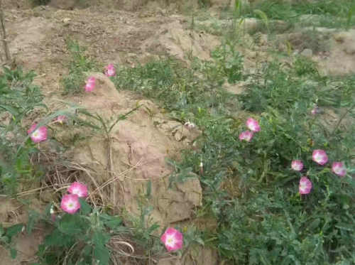 李雁彬|打碗花、鼓子蔓、旋花