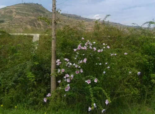 李雁彬|风霜正在向一丛雏菊靠近