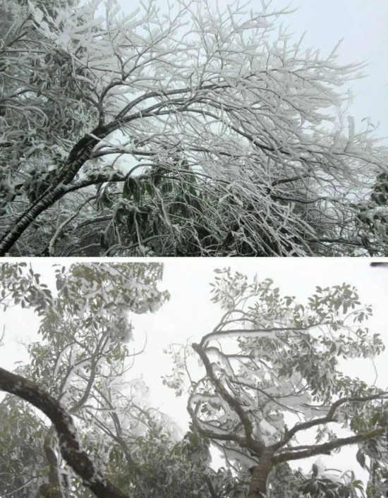 薛俱增|仙岭雾凇