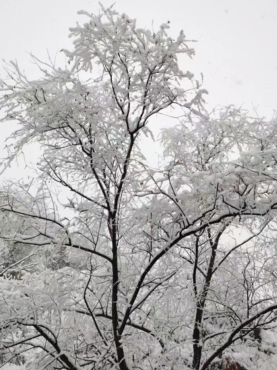 添声杨柳枝.一夜春雪