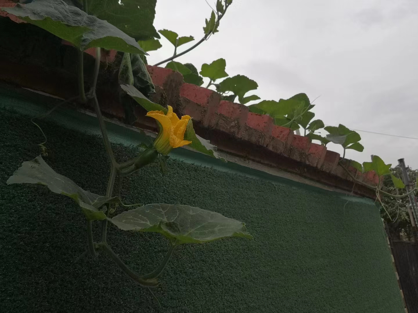 五绝.仲秋偶遇墙头瓜花鲜放有感