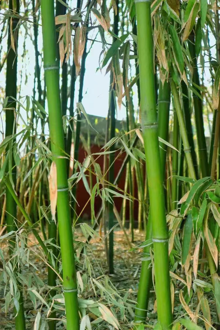 张彩萍/《冬咏十首》之三