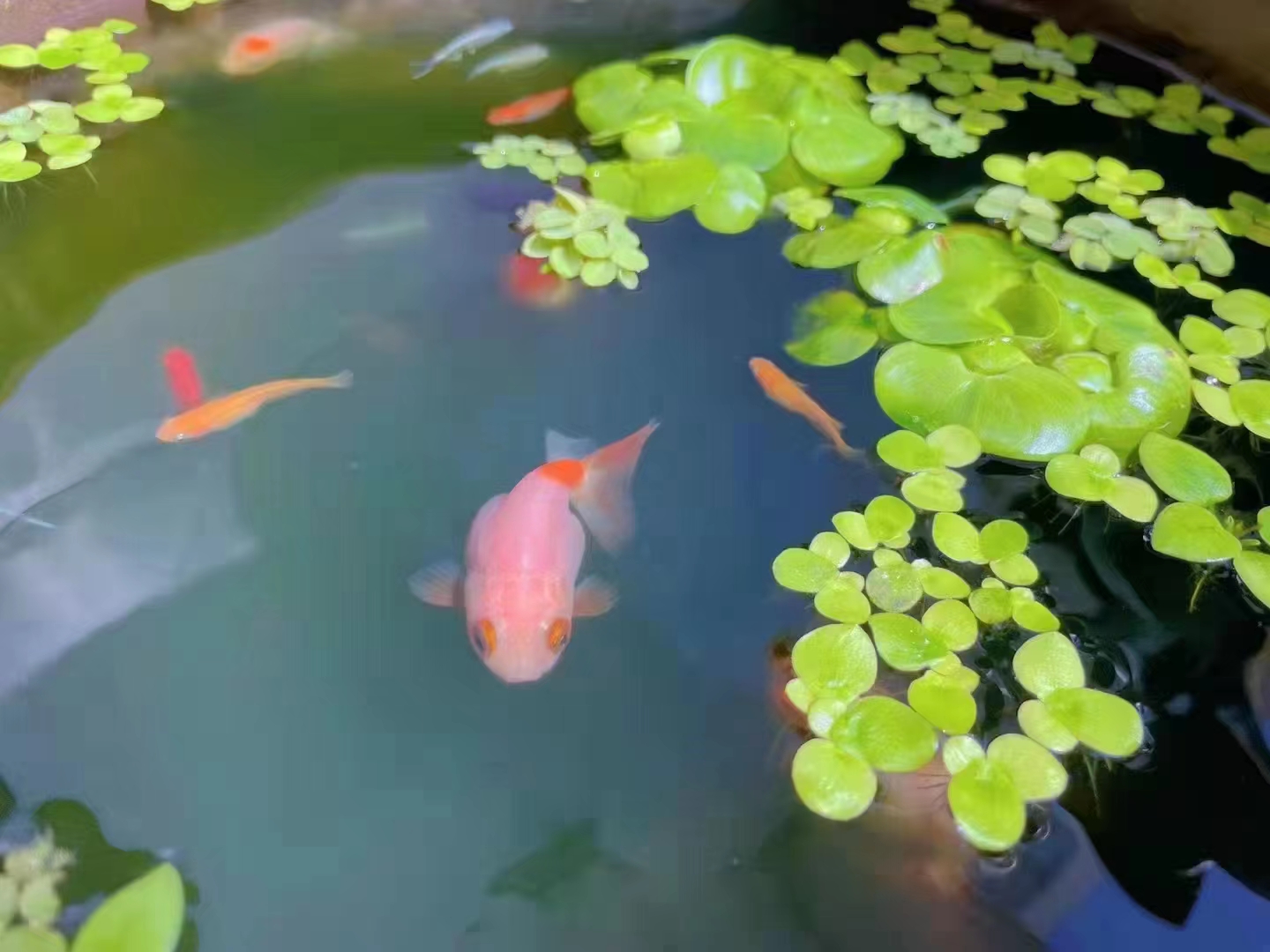 张彩萍/立夏