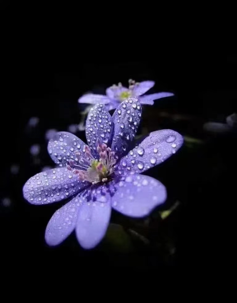 张彩萍/秋雨