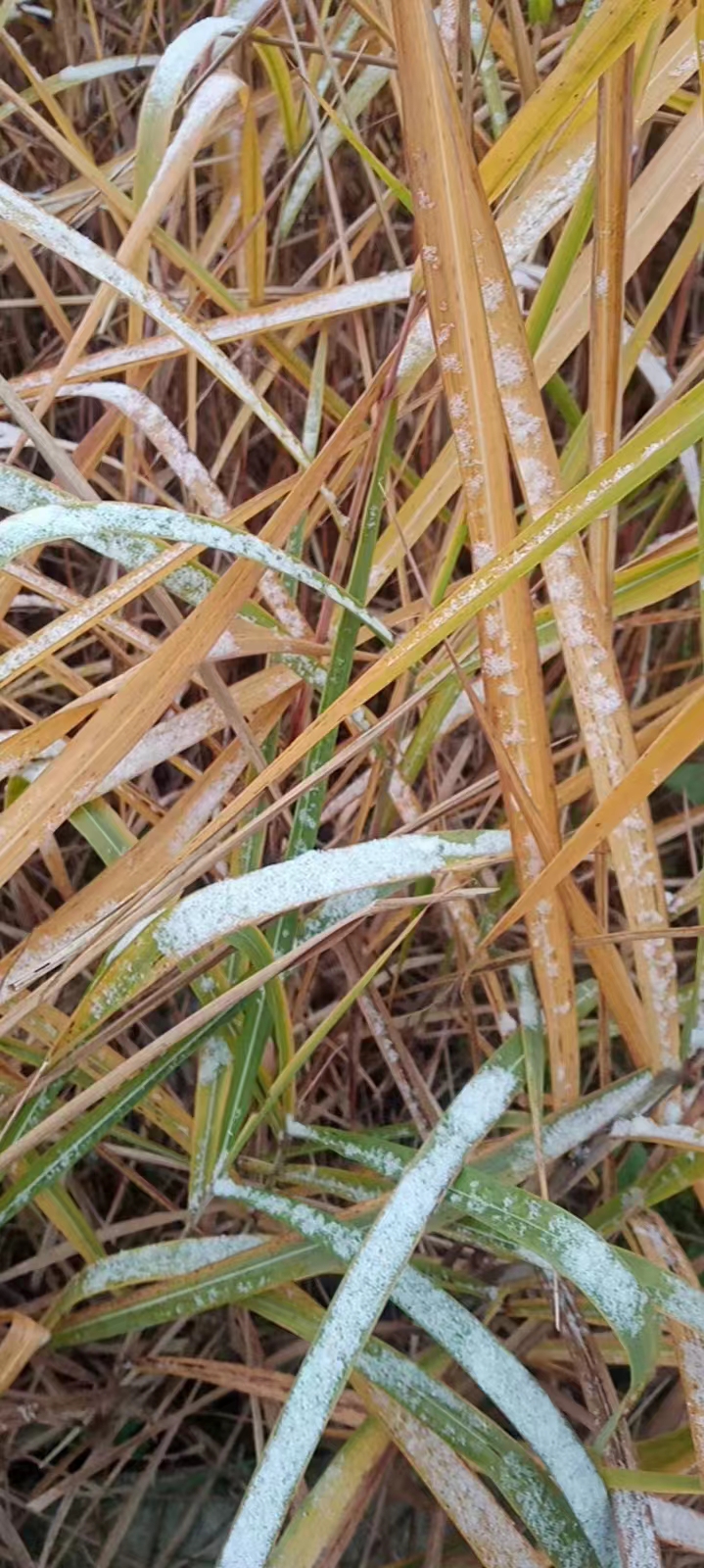 郭明祥/小雪宜小酌 天寒酒更香