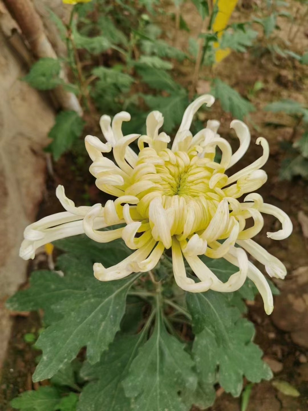 江月晃重山.寒衣节回村