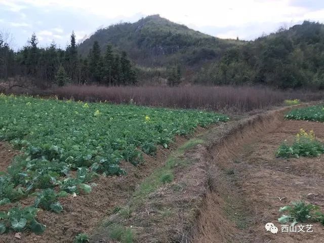 雨眠/ 落下来的翅膀——杨强诗歌中的生命故事