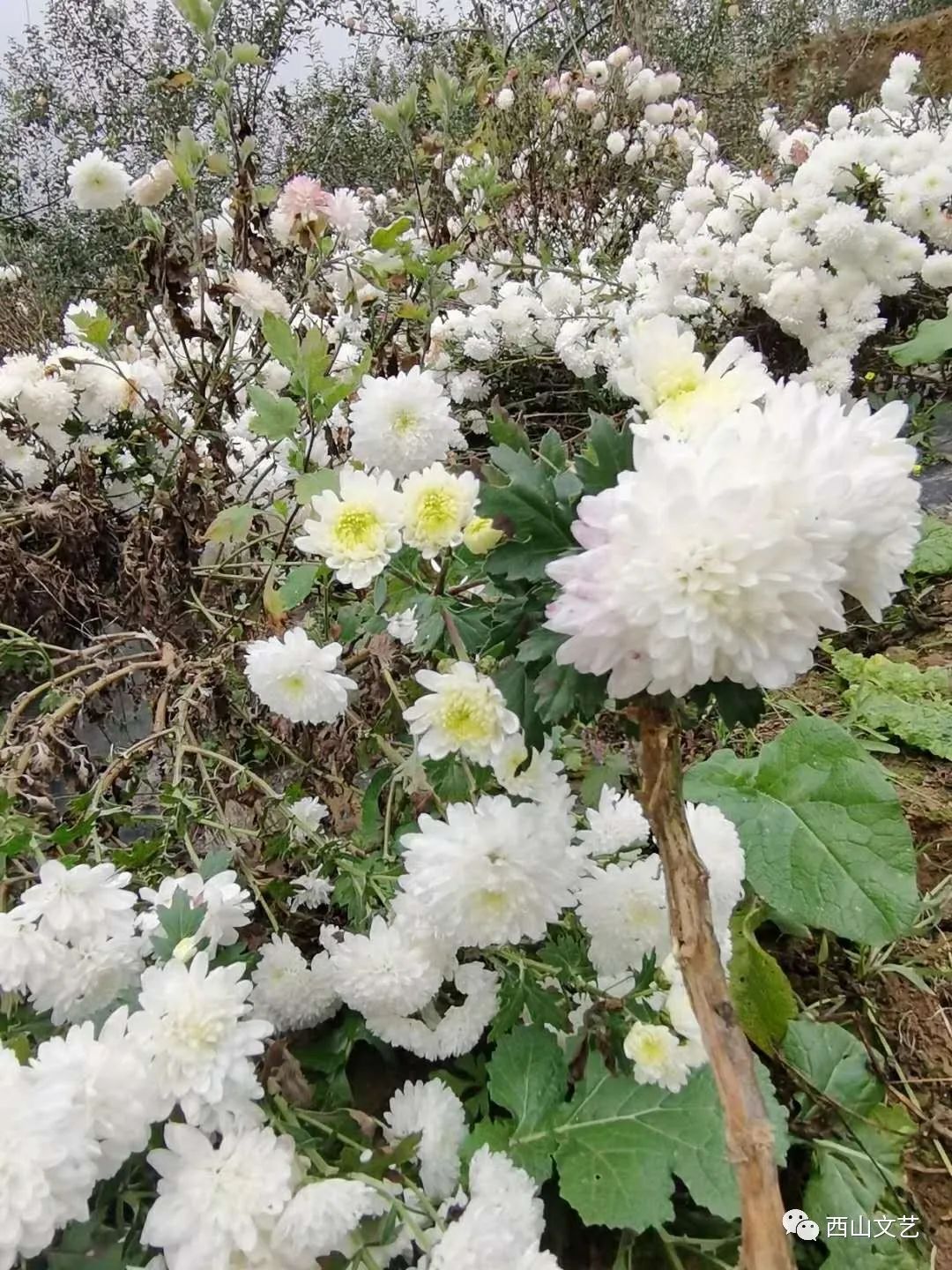 徐翔/和一株菊花说话