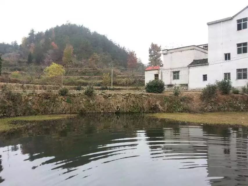 王托弟/去湖北，到麻城