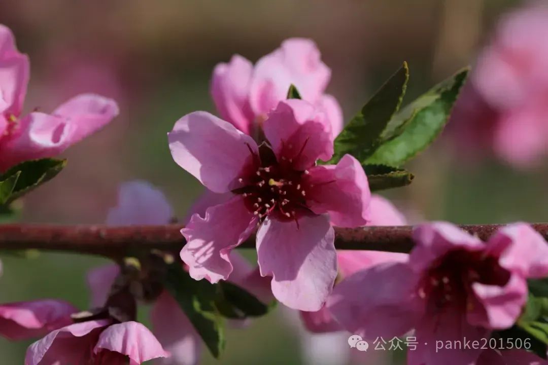 【赵洁/桃花诗十首】图4