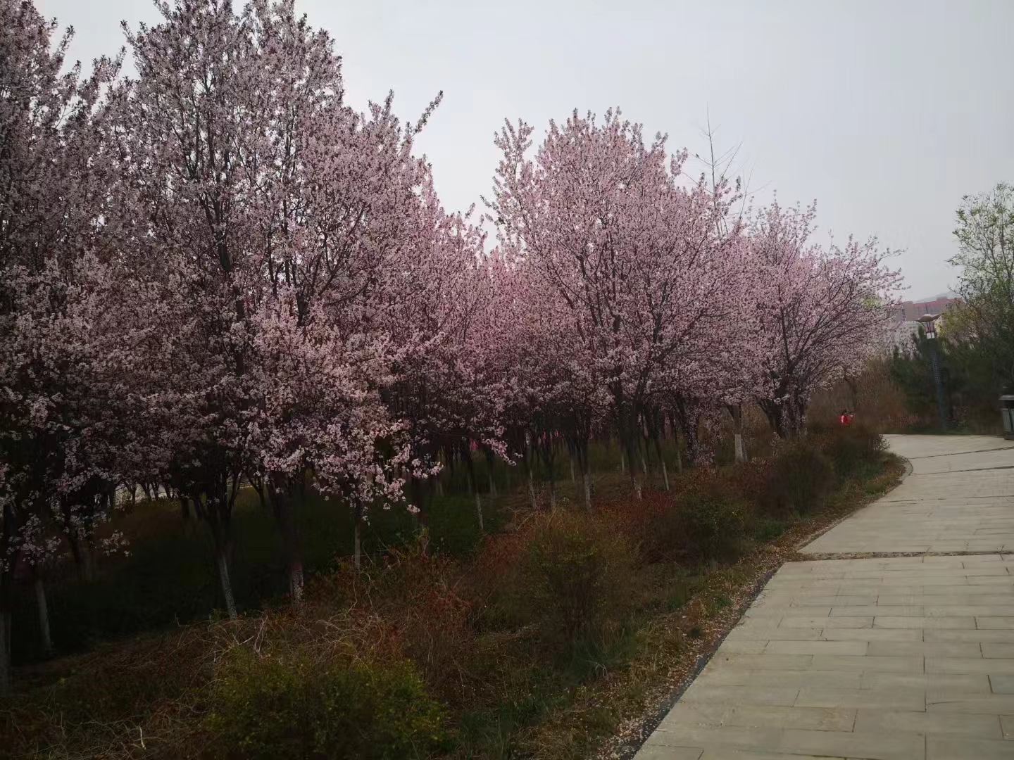 【越调.看花回】醉桃花