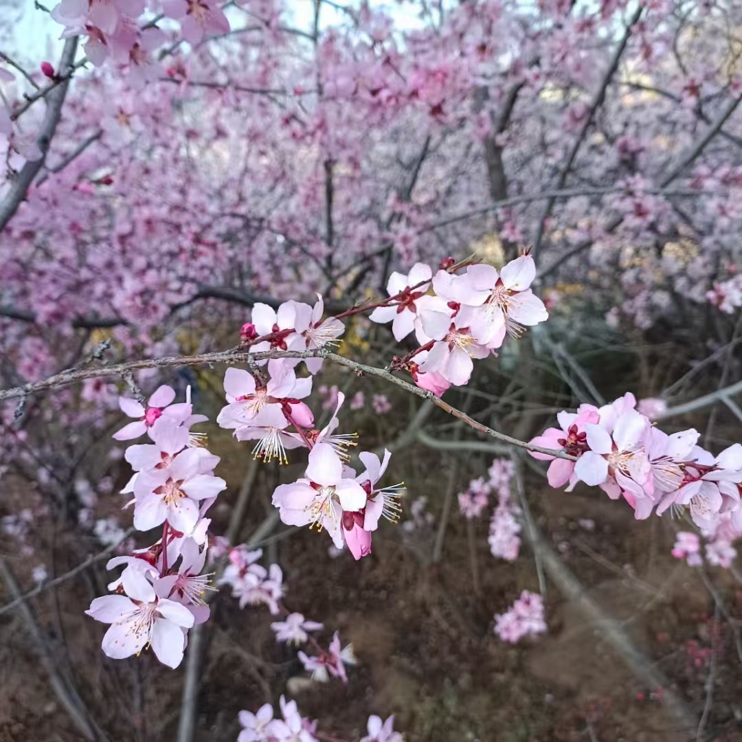 【十里桃花春依旧 千年风雨不更色】图4