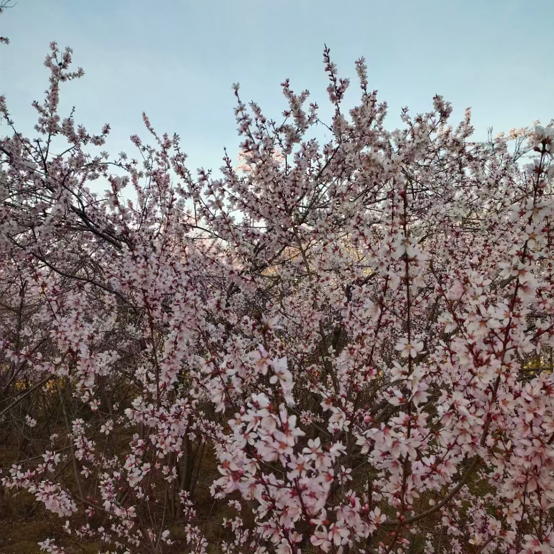 【十里桃花春依旧 千年风雨不更色】图2